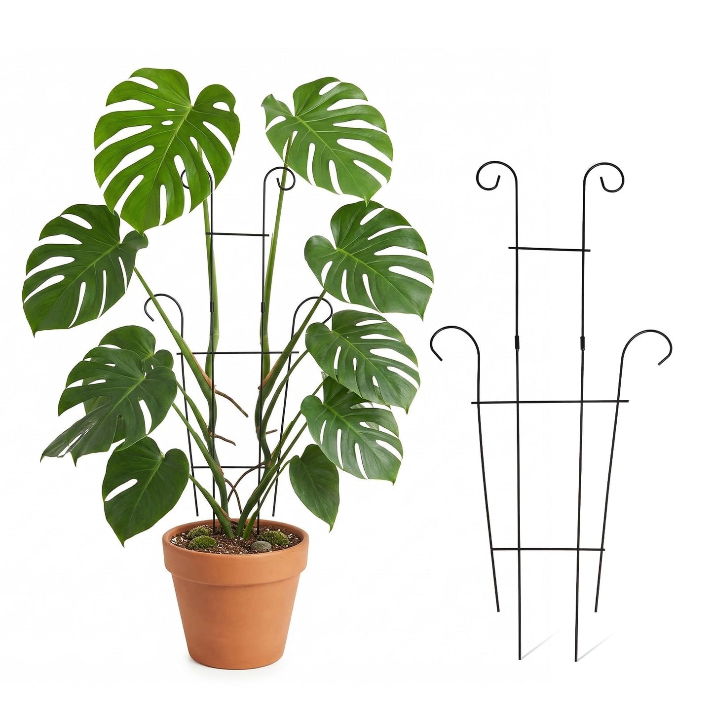 FgTnYh 2pcs Plant Trellis Vine Plant Support Assembled and Rustproof for Pothos Hoya Ivy Monstera Flower for Garden Potted Plant Indoor Outdoor 24.7inch