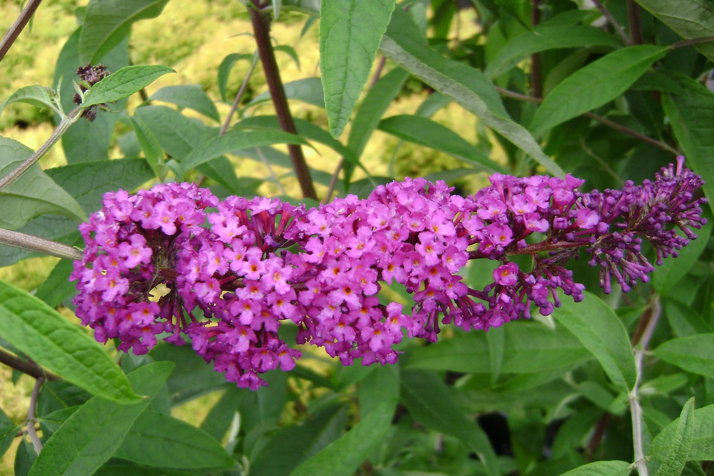 Greenwood Nursery: Live Shrub Plants - Royal Red Butterfly Bush + Buddleja/Buddleia Davidii - [Qty: 1x Pint Pot] - (Click for Other Available Plants/Quantities)