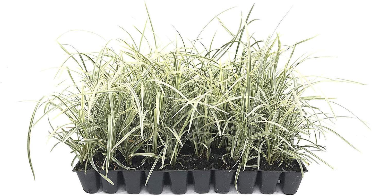 Aztec Grass - 10 Live Plants - Variegated Liriope - Ophiopogon Intermedius Argenteomarginatus