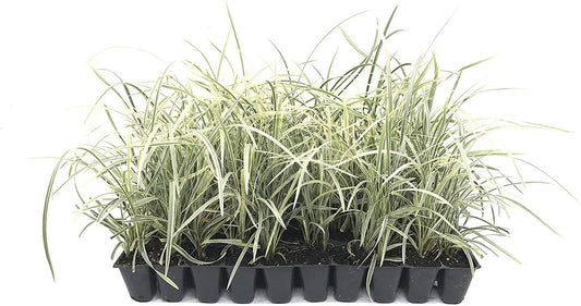 Aztec Grass - 3 Live Plants - Variegated Liriope - Ophiopogon Intermedius Argenteomarginatus