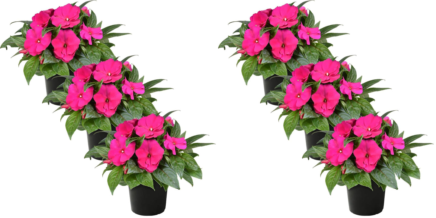 Live New Guinea Impatiens Plant - Shades of Pink (3 Plants Per Pack) - Beautiful Flowering Shade Flowers - 12" Tall by 5" Wide in 1 Qt Pot (Pack of 2)