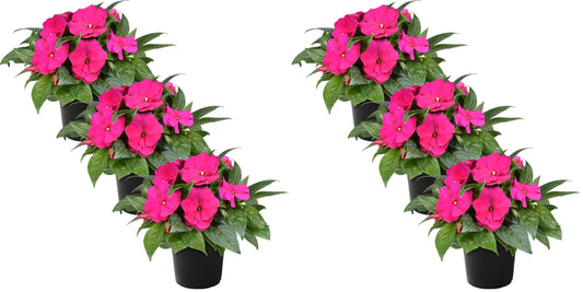 Live New Guinea Impatiens Plant - Shades of Pink (3 Plants Per Pack) - Beautiful Flowering Shade Flowers - 12" Tall by 5" Wide in 1 Qt Pot (Pack of 2)