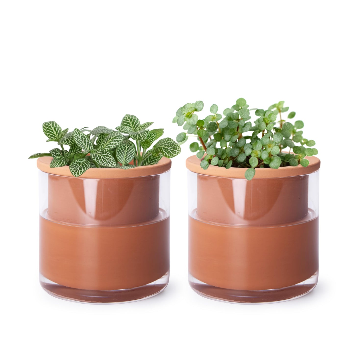 Phoenix Vine 4 Inch Self Watering Plants Pot, Design Terracotta Pot for Plants, Indoor Cylinder Terra Cotta Planter with Glass Vase, Set of 2, 51-A-E-2