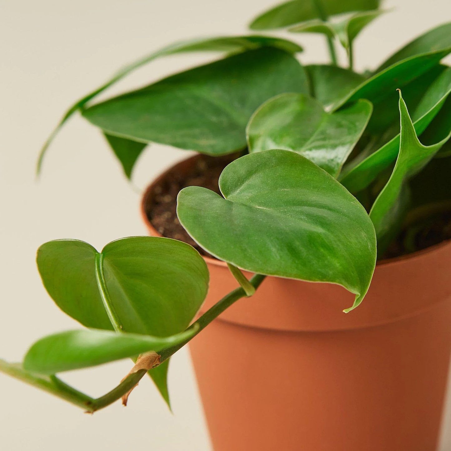 2 Pack Philodendron Cordatum Heartleaf in 4in Pot - Live Plants Tropical Houseplants | Variegated | USA Growers | The Snobby Leaf