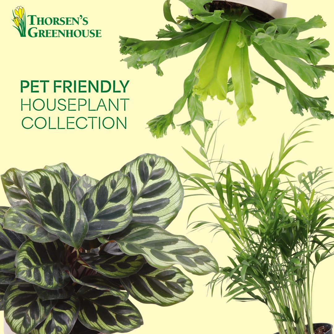 Thorsen's Greenhouse Live Pet Safe Houseplants (3 Pack), Easy to Grow, Pet Friendly & Non-Toxic, Grower's Choice Bundle, 4-inch Diameter Established Plants, Nursery Pot (3-Pack)