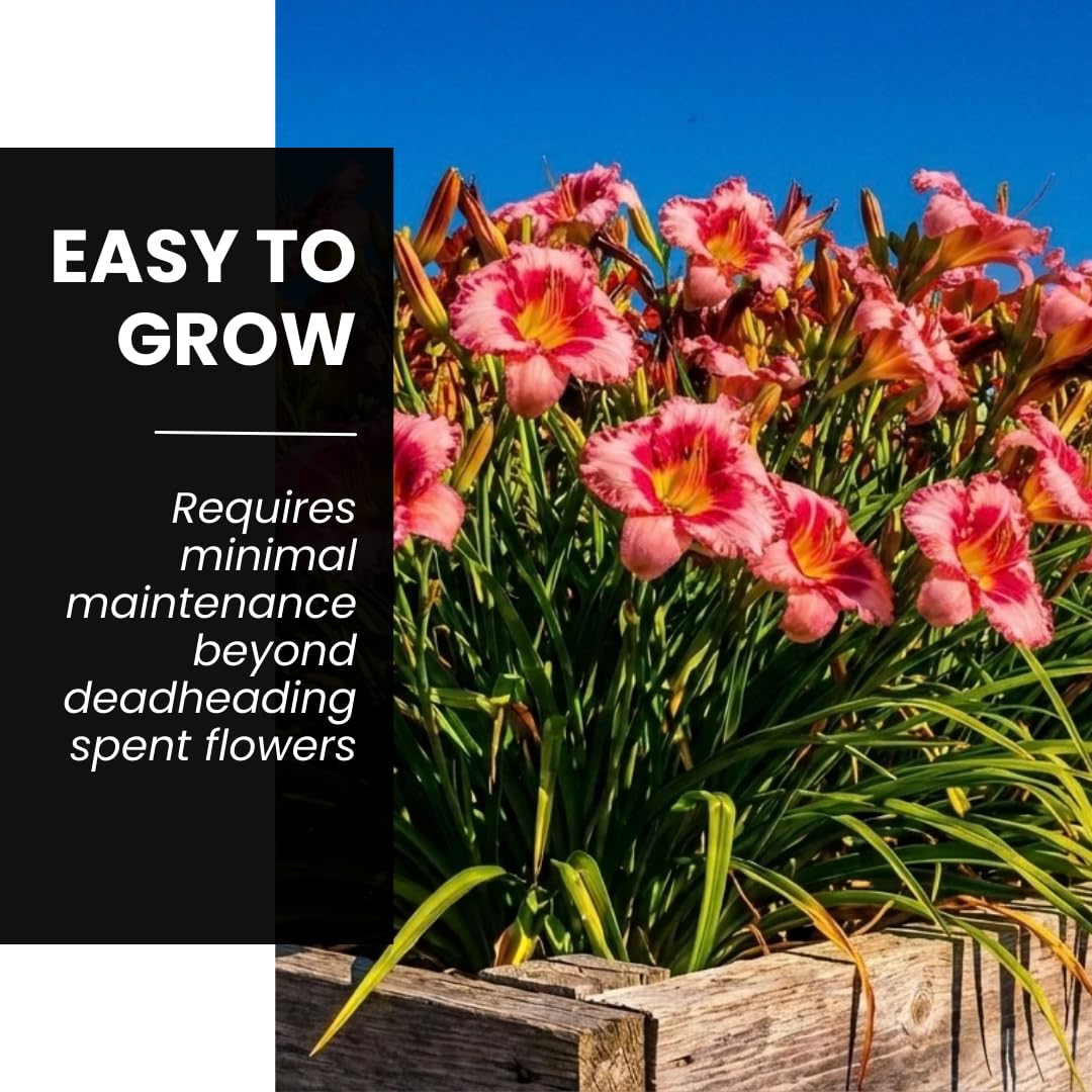 Lipstick and Lies Daylily Bulbs for Planting – Pink and Red Bi-Color Hemerocallis Perennial Flower – Hardy Summer Blooming Garden Lily – Easy Care Outdoor Flower Bulbs (5 Bulbs)