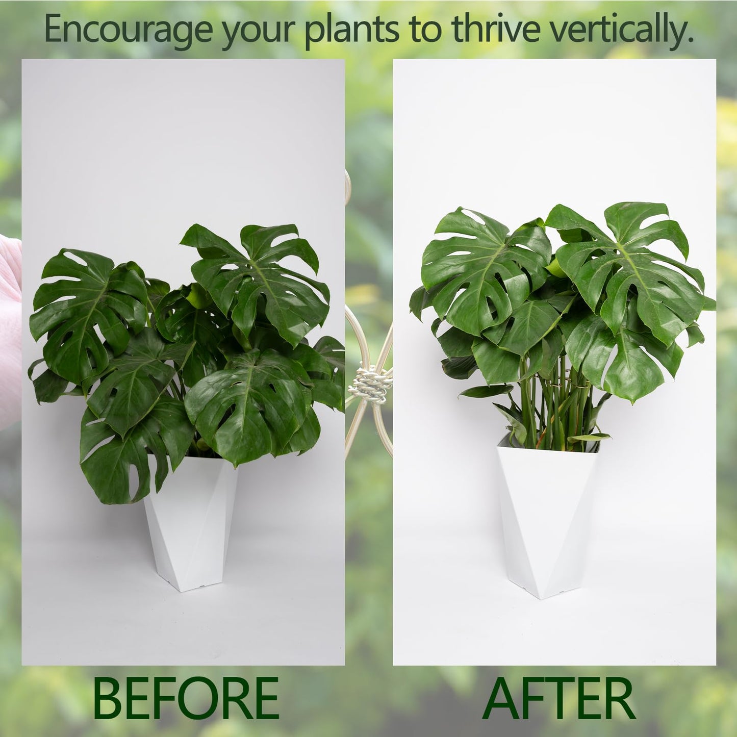 GOOOXIM 5PCS Monstera Plant Stem Support Hook - 6.5 * 6.5IN Durable Metal Stem Stabilizer for Monstera Plants and Fishbone Cactus - Gentle Protection Leaf Holder - Easy Installation - 5 Piece Set