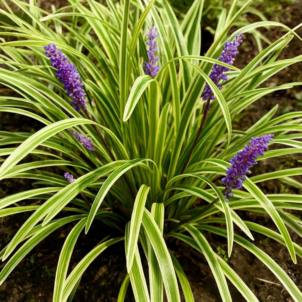 Perennial Farm Liriope M. 'Variegata' (Variegated Lilyturf) – Ornamental Grass in 4 Inch Pot, Lilac-Purple Flower Spikes, Variegated Green & Cream Foliage, Shade Tolerant, Great for Borders & Edging