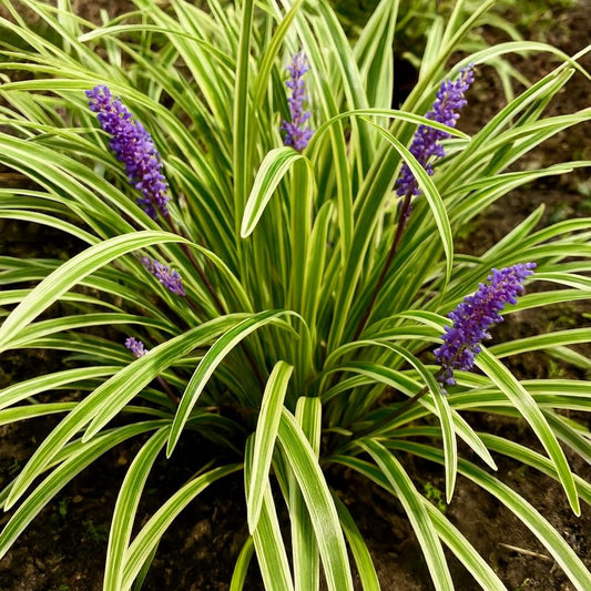 Perennial Farm Liriope M. 'Variegata' (Variegated Lilyturf) – Ornamental Grass in 4 Inch Pot, Lilac-Purple Flower Spikes, Variegated Green & Cream Foliage, Shade Tolerant, Great for Borders & Edging