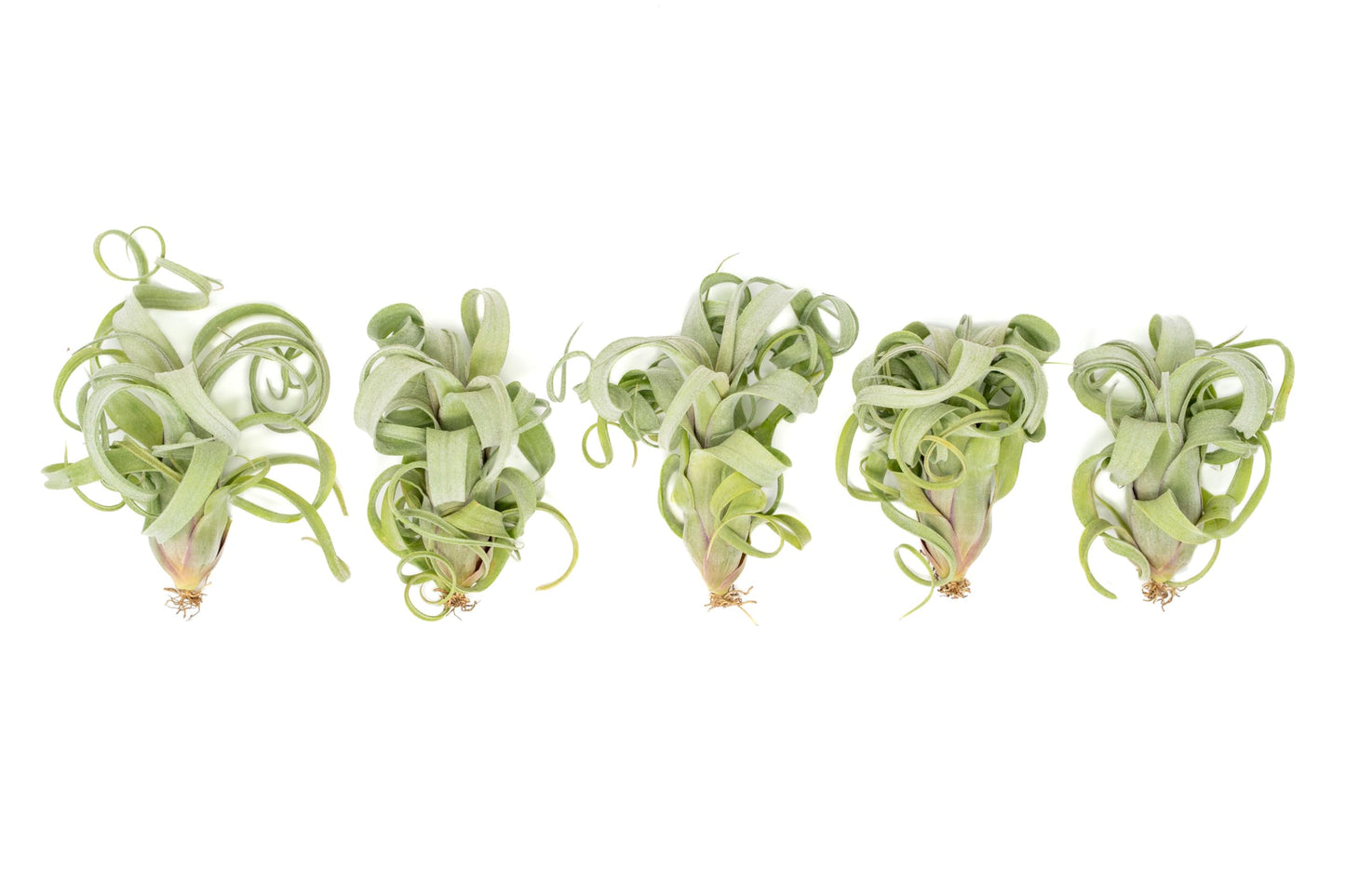 Air Plant Shop 3 Pack Tillandsia Curly Slim (T. Intermedia x T. Streptophylla) Air Plant - Succulents - Live Tillandsia - Easy Care Indoor and Outdoor House Plants