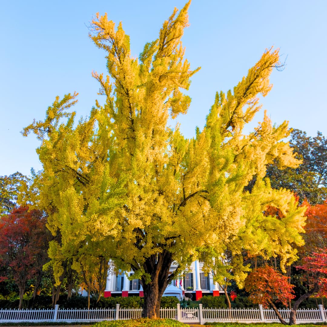 Ginkgo Tree Plant, 4 Inch Pot Hardy Ginkgo Tree Live Plant for Outdoor Garden, 6-10 Inches Tall, Vibrant Fall Foliage Tree Plant