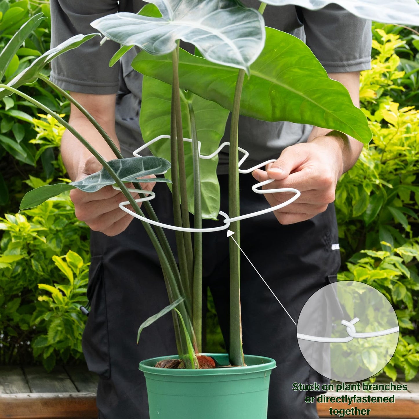YOHSNOR 5PCS Monstera Plant Stem Support White 9 * 7.6in - Durable Stake Holder for Indoor Climbing Plants, Adjustable Installation Ideal for Fishbone Cactus and Plant Enthusiasts