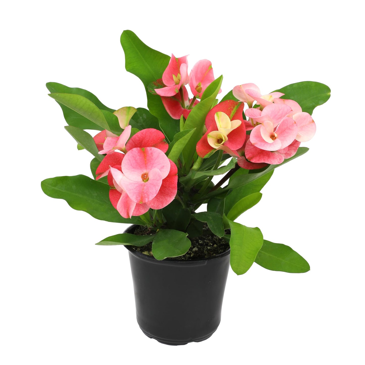 Altman Plants Crown of Thorns Plant (Euphorbia milii) in 4.25" Pot, Easy Plant Care, House Plant & Live Succulent, Year Round Indoor Flowering Plants with Indoor Plant & Live Cactus Soil Potting Mix