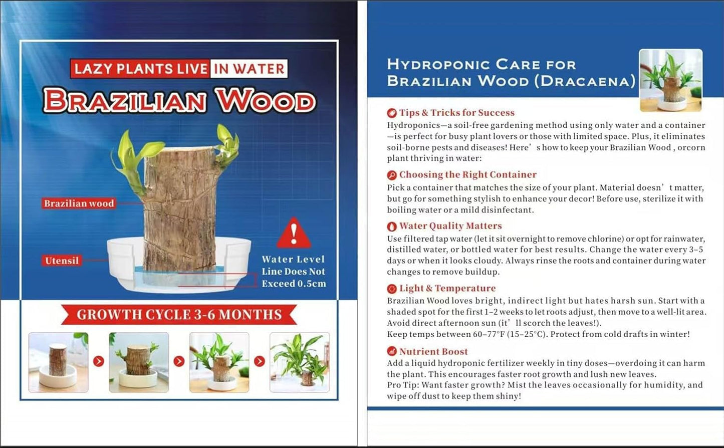 Brazilian Lucky Wood，Easy to Maintain and Purify the Air Brazilian Wood，Suitable for Living Rooms, Kitchens, Bedrooms, Desks, and Outdoor Gardens (AD)