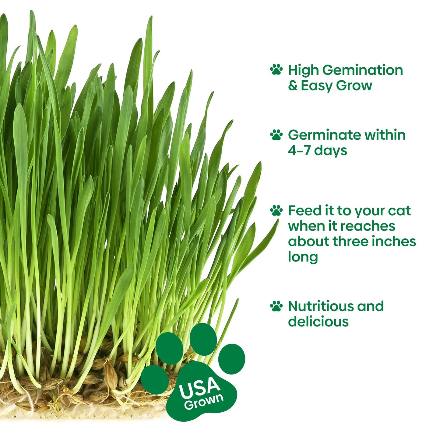 Groundio Cat Grass Seeds, 16 OZ, Grown in The USA for Indoor Cats, Non-GMO, 1 Pound