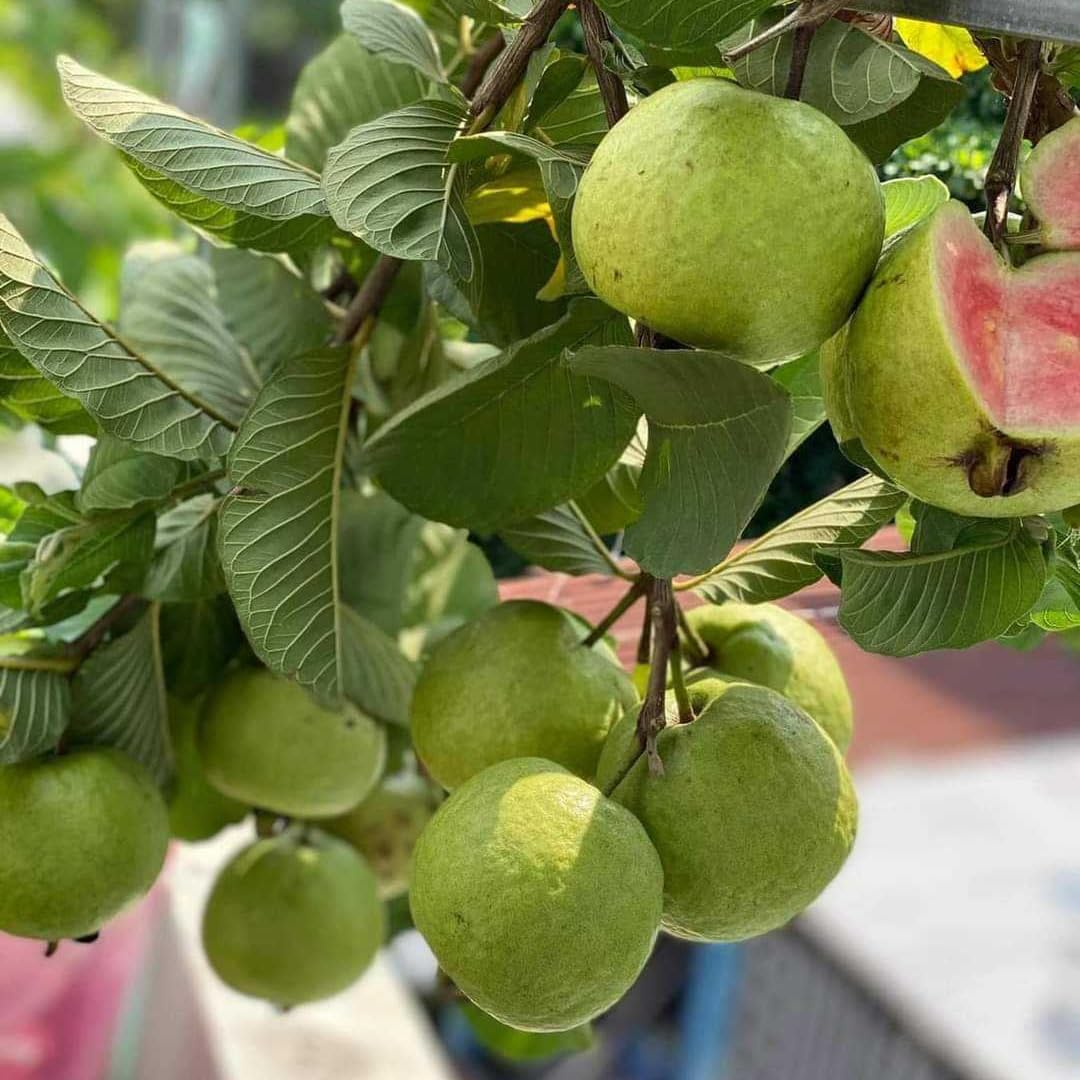 Pink Guava Tree Live Plant, 3 to 6 Inc Tall, Well Rooted, 4 Months Old Guava Tree Seedling, Fragrant Guava for Planting, Cold Hardy