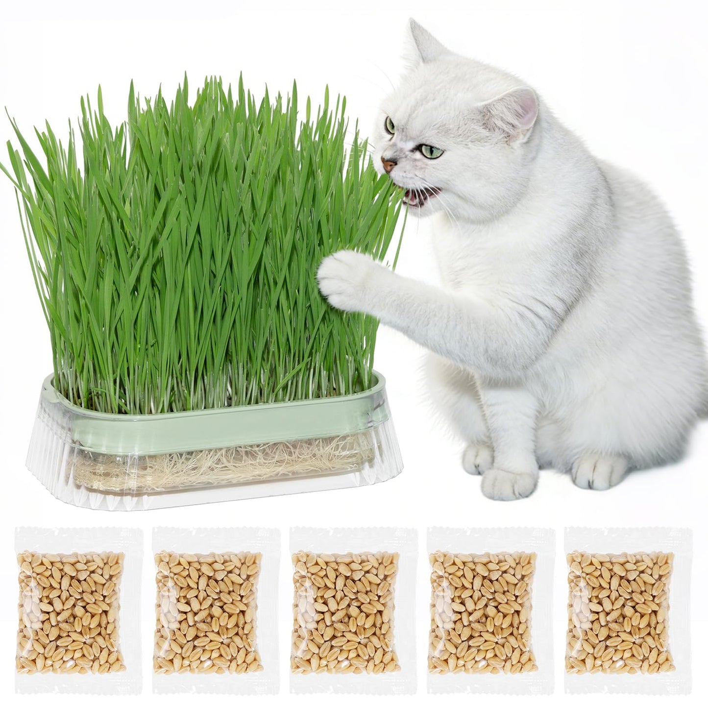 Cat Grass for Indoor Cats with 5 Pack Non GMO Wheat Seeds, Organic Grass Growing Kit, Soil-Free Planter, Perfect for Beginners, Cat Friendly Plants, Ideal Birthday Gift for Cat Lovers