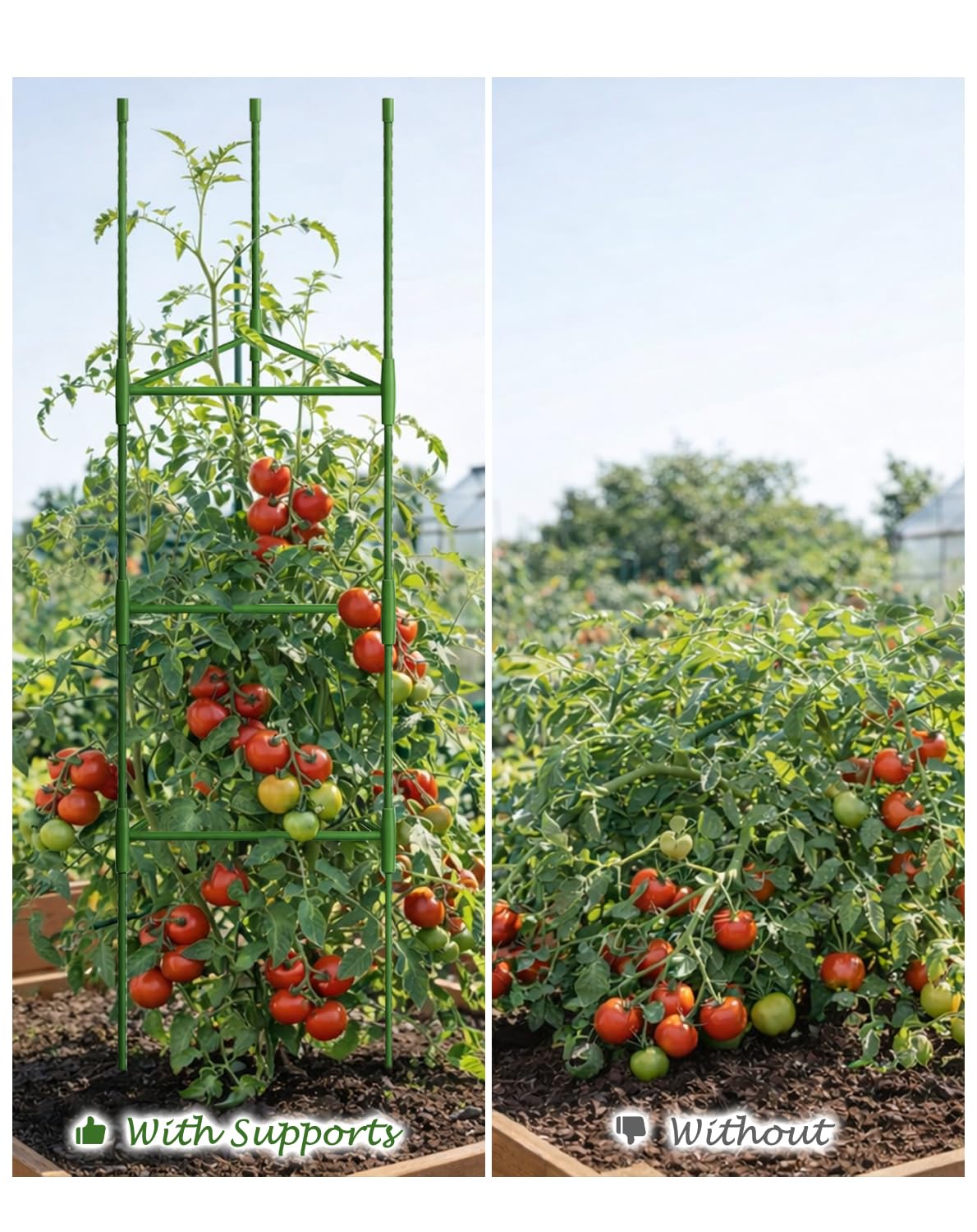 Growsun 51 inch Tomato Cage Heavy-Duty Plant Support Cucumber & Vine Vegetables – Adjustable Green Metal Garden Trellis for Climbing Plants, Indoor & Outdoor Use, 3 Pack