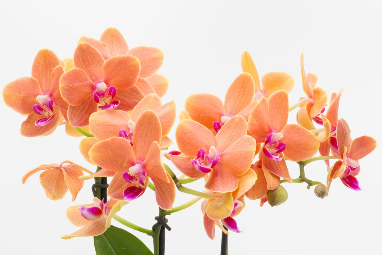 Surprise Moth Orchid Plant - Phalaenopsis - 2" Pot - Easy House Plant