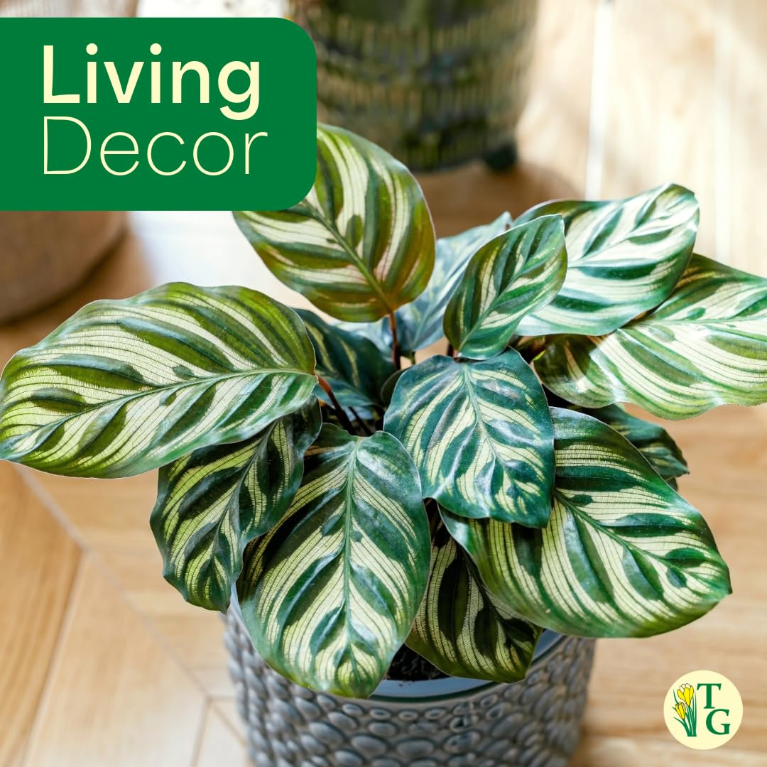 Thorsen's Greenhouse Peacock Calathea, Live Indoor Plant, Safe for Pets, Colorful Foliage, Rare Variety, Peacock Plant, 4" Diameter (Sage)