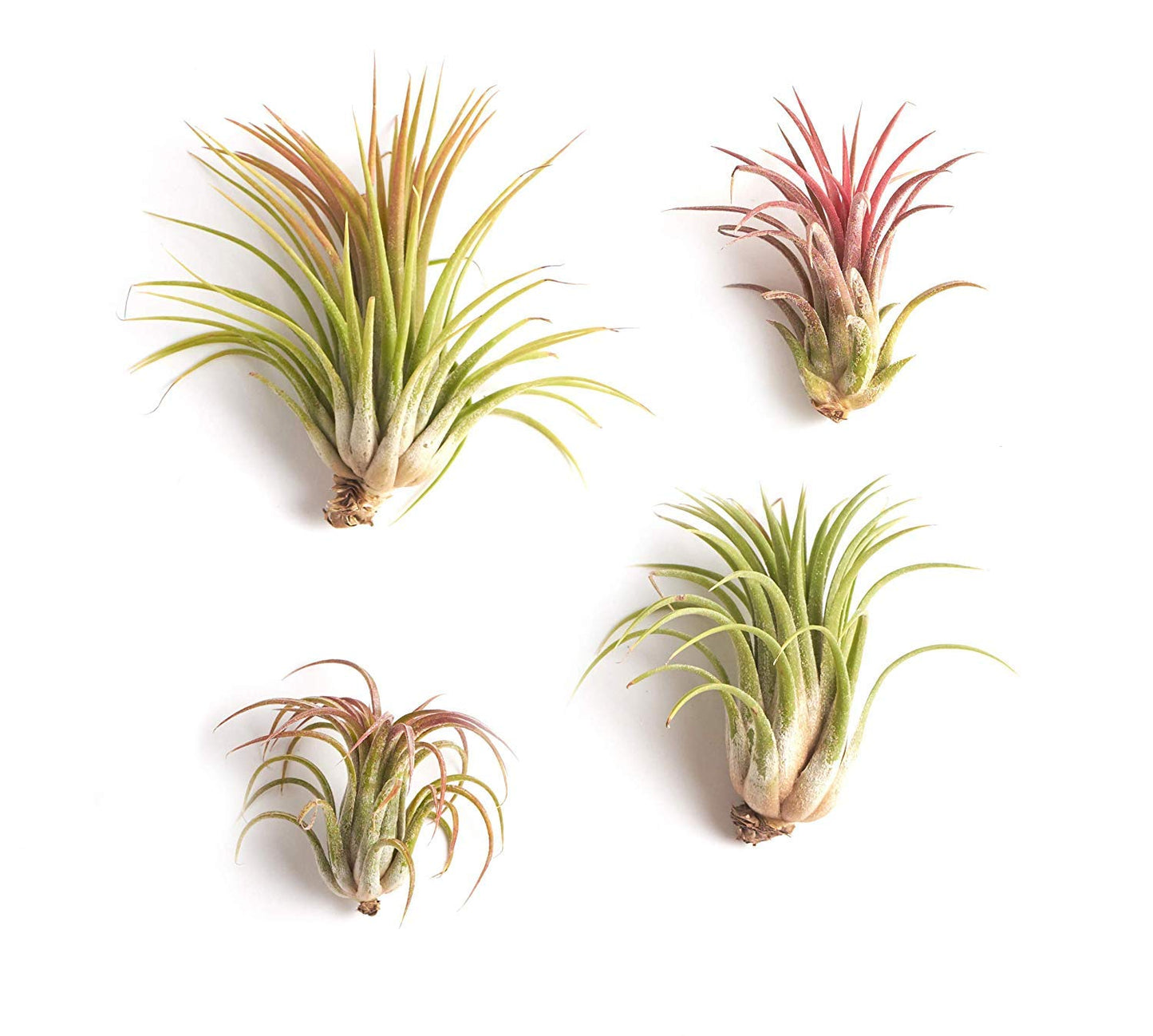 Ionantha Tillandsia Air Plants, Mini Live Indoor Plants, Home Decor & Gifts, Easy Care, Low Maintenance, Air Purifier, Hanging Plants, Favors,Terrarium Plants, Pack of 4