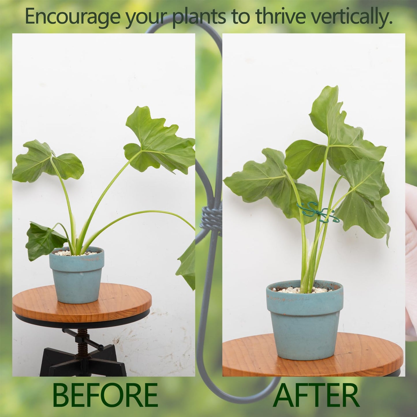 Yohsnor Monstera Plant Stem Support - Set of 5 Sturdy Indoor Support Sticks for Monstera & Climbing Plants - Essential Growth Stabilizers for Leaf Support - Easy-to-Use Gardening Accessories