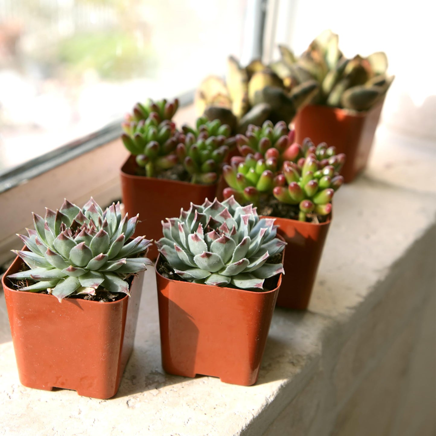 Live Succulents Plant Pack (6-Pack), Real Succulent Plants & Mini Plants for Beginners, Live House Plants, Mini Succulents, Outdoor & Indoor Plants, Live Plants in 2" Grower Pots by Plants for Pets
