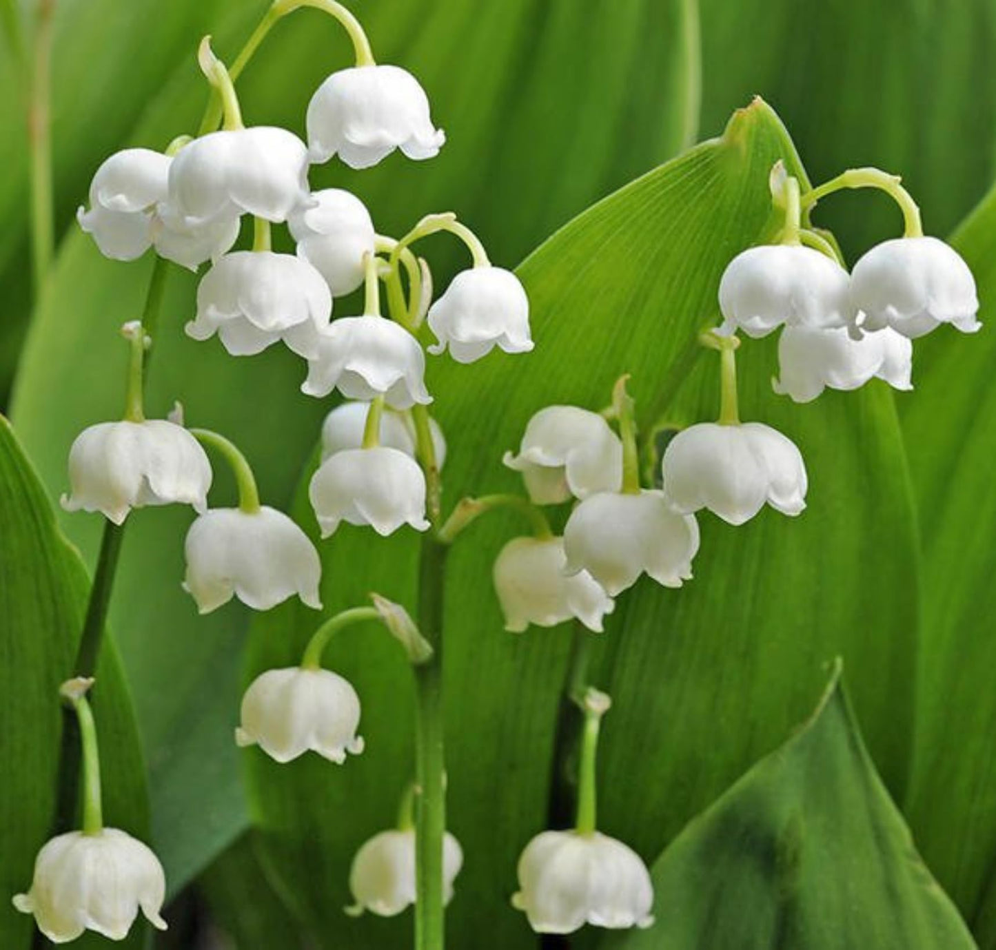 Votaniki White Lily of The Valley - Fragrant, Long Lasting Blooms, Perennial (Convallaria Majalis) Lily of the Valley Bare Root for Planting | Spring Flower, Perfect for Outdoor & Indoor (50 Pack)