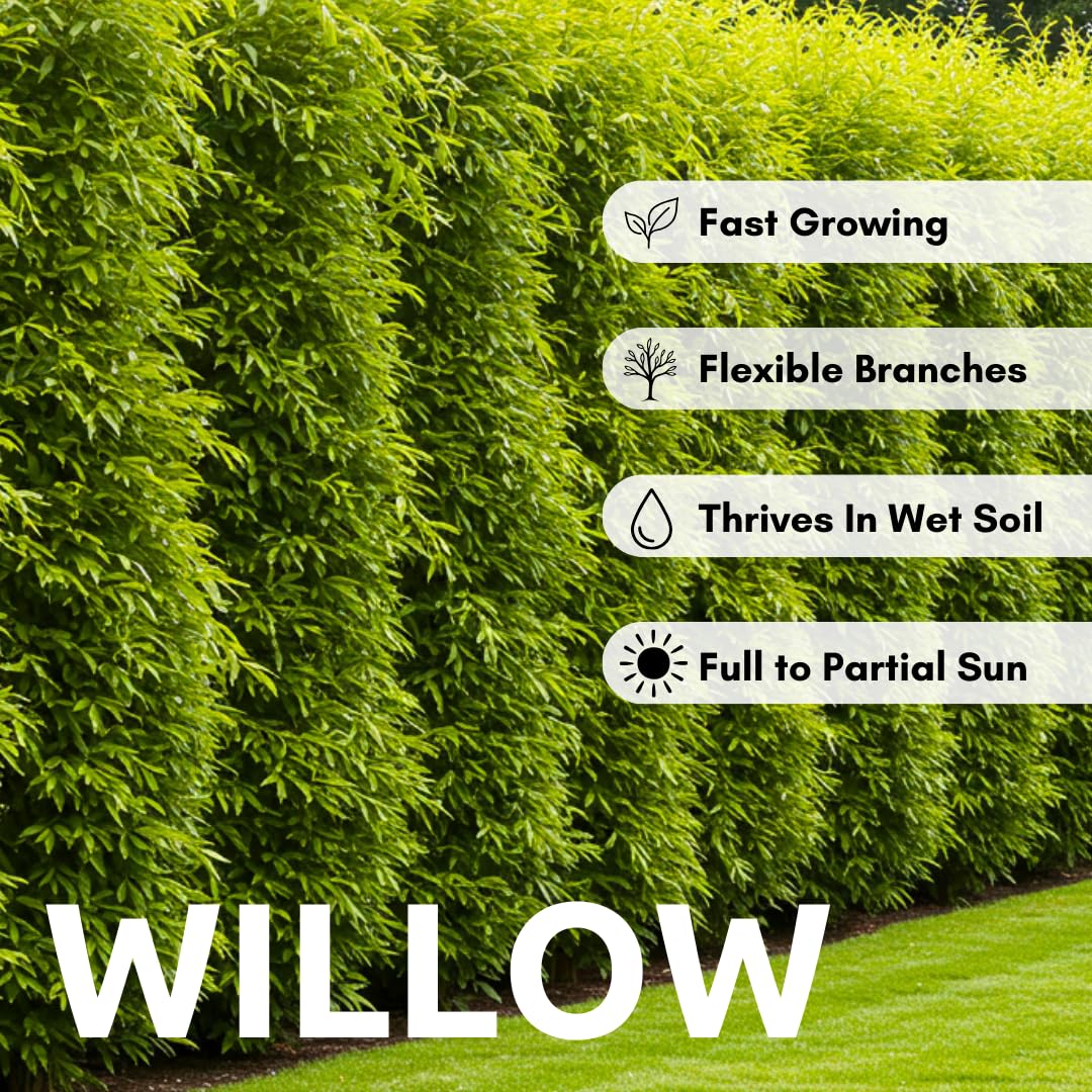 25 Jumbo Hybrid Willow Tree Cuttings - Much Thicker Root Stock - Approx 10 inches Tall, 5/8 in- 1+ Inch Thick Root Stock - Fast Privacy Shade Trees - Grows Fastest