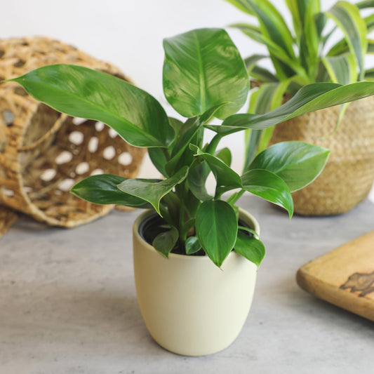 Live Philodendron House Plant Decor (3PK), Indoor Houseplant Philodendrons Mix Pack, White Deco Pots, Real Indoor Plants for Beginners, Rotating Assortment, Easy Care