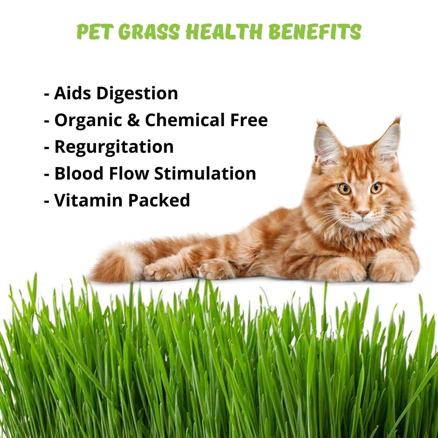 Organic Cat Grass Seeds Kit - Decorative Reclaimed Barnwood Style Organic Wheatgrass Seeds Planter - Aged Brown - Hairball Remedy for Cats, Healthy Pet Grass Supplement & Wheatgrass Growing Kit