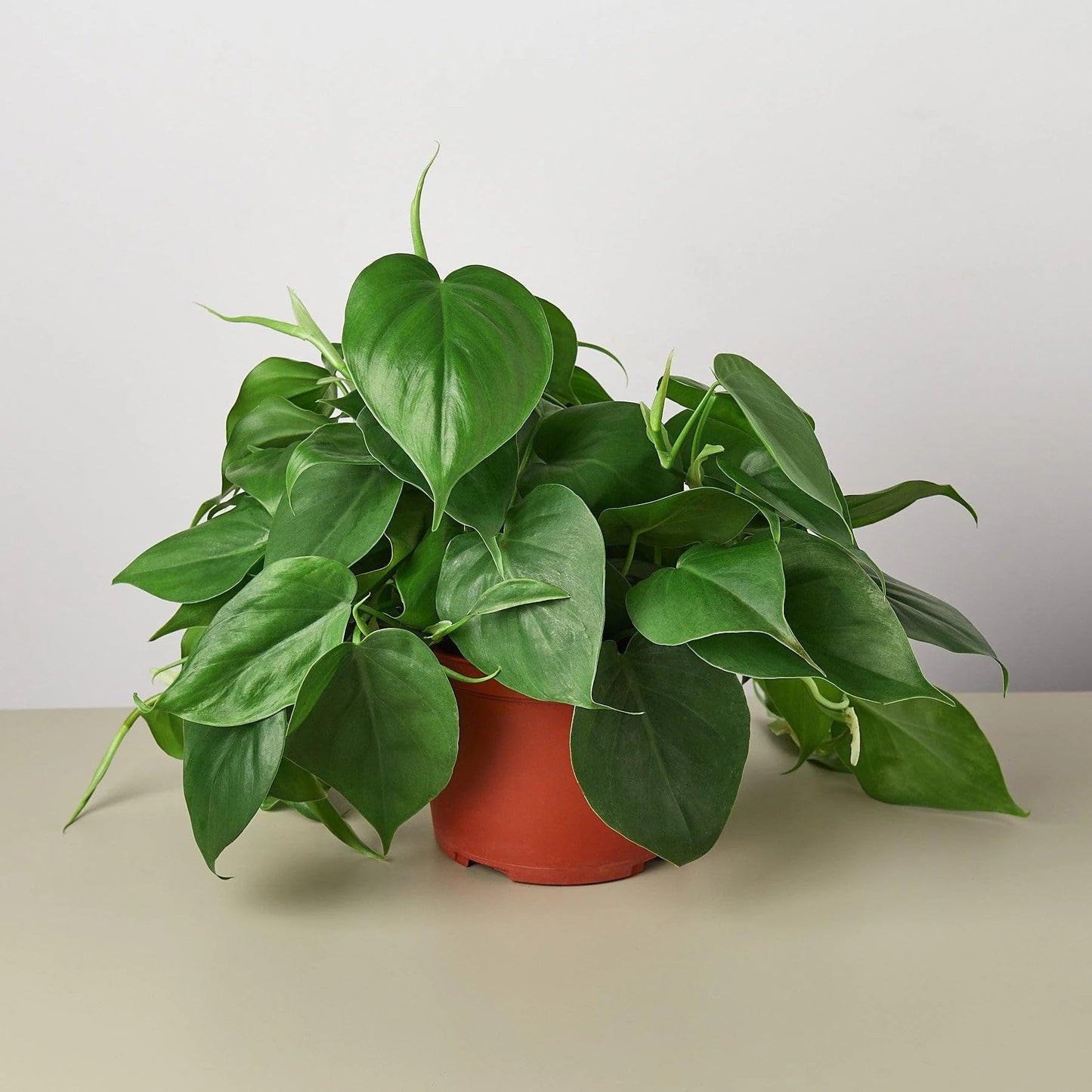 Philodendron Cordatum Heartleaf in 3in Pot - Live Plants Tropical Houseplants | Variegated | USA Growers | The Snobby Leaf