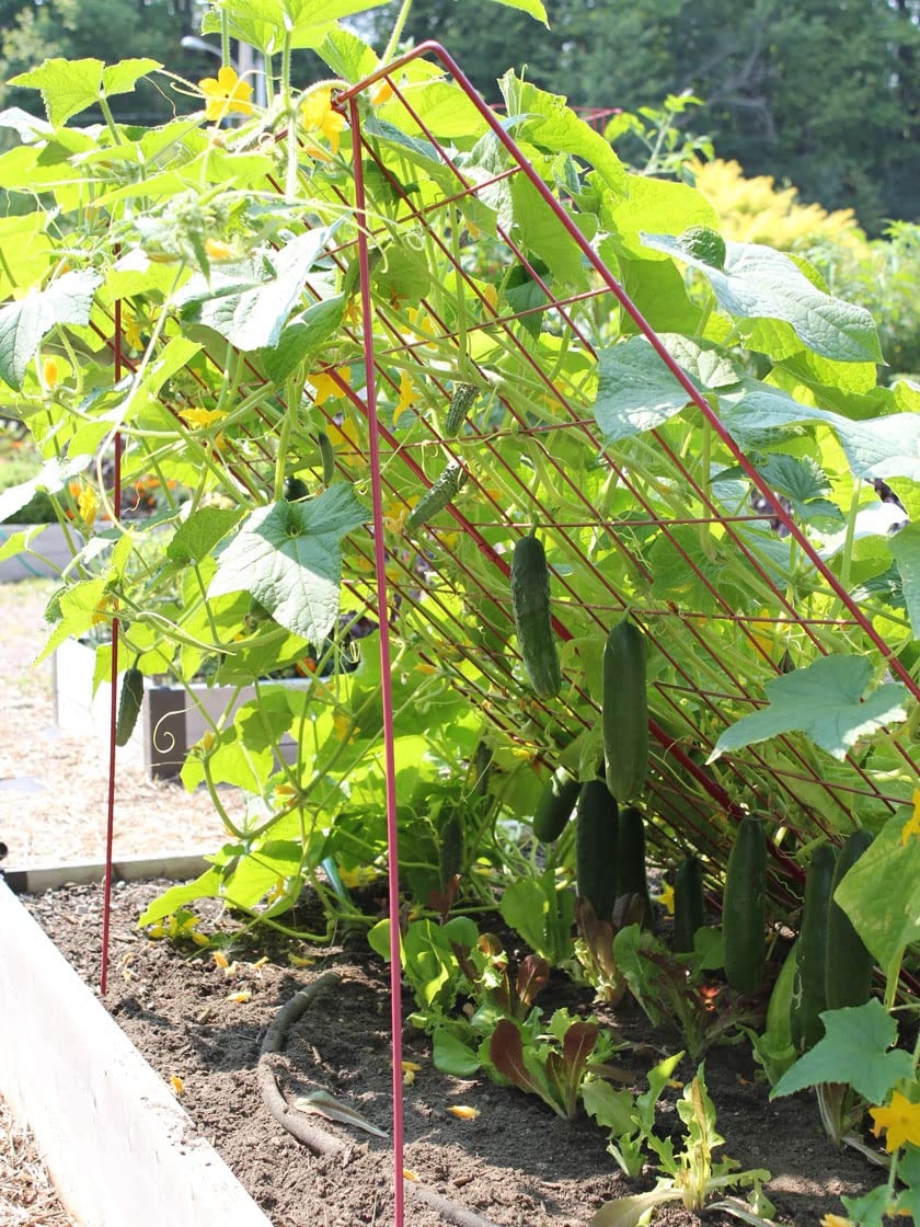 Gardeners Supply Company Sturdy Large Cucumber Trellis Support | Foldable Tough Metal Frame for Outdoor Climbing Plants Support | Best for Easy Harvesting and Easy Installation - 48" W x 48" H
