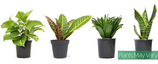 Altman Plants Live Houseplants (6PK), Indoor Plants for Delivery Prime, Live Plants & Essential Houseplant Collection (4PK) Live Plants Indoor Plants Live Houseplants in Plant Pots, Easy House