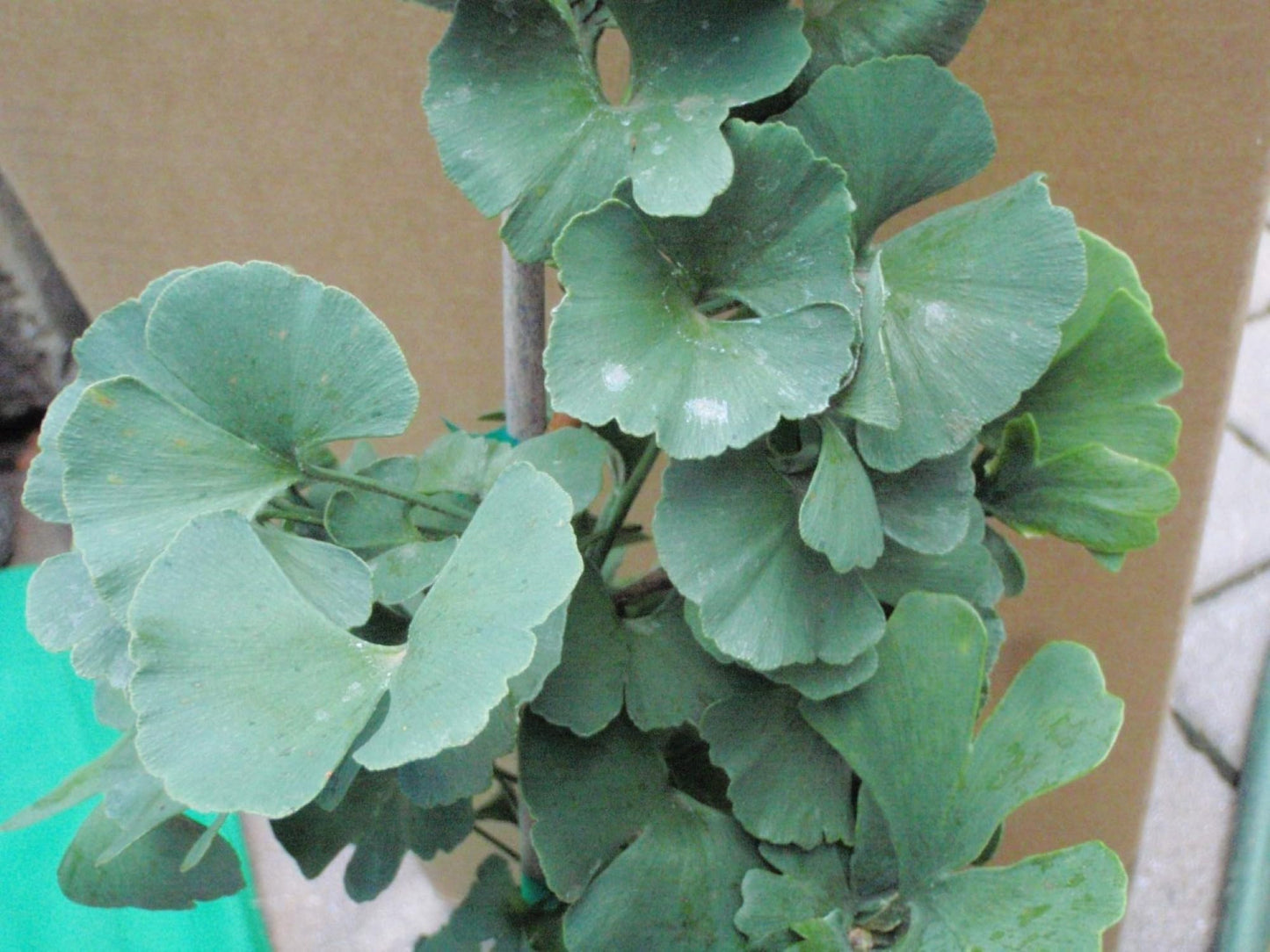 Ginkgo biloba ‘Troll’ Dwarf Male Ginkgo Grafted Tree, 3-5” Tall
