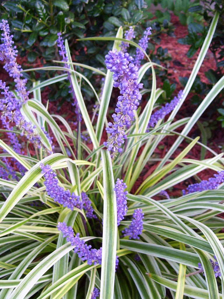 Variegated Liriope | 10 Live Plants | Liriope Muscari Variegata | Ornamental Ground Cover Plants | Evergreen Foliage