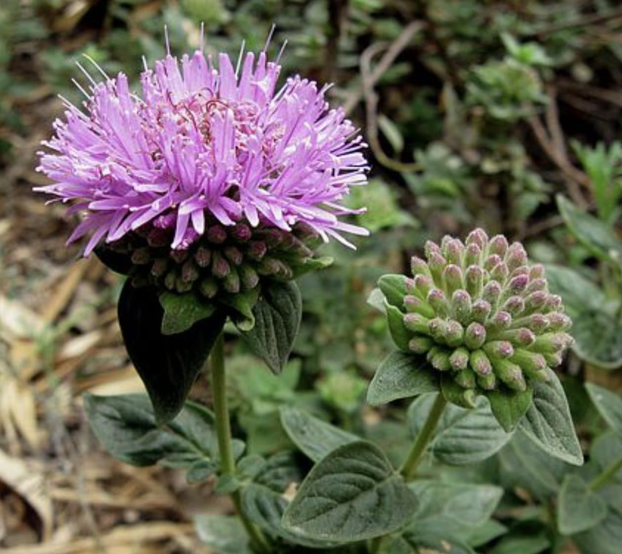 Coyote Mint 3 Live Plants (Monardella villosa) – California Native Wildflower for Outdoor Gardens, Drought Tolerant Pollinator Friendly Landscaping