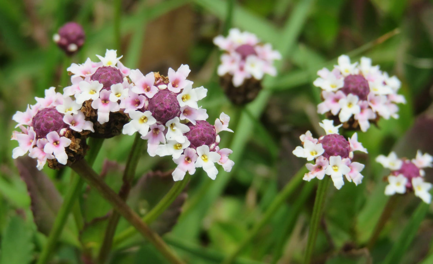 Frogfruit 3 Live Plants (Phyla nodiflora) – Native Groundcover for Pollinator Gardens & Lawn Alternative, Low Growing Perennial, Drought Tolerant, Full Sun Landscaping Plant