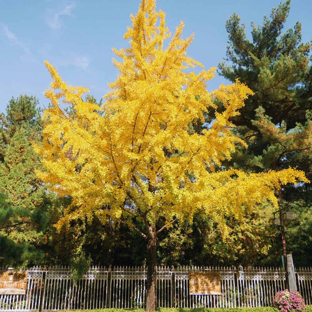 Ginkgo Tree Live Plant, Potted Ginkgo Plant Live, 8 to 11 Inc Tall, Shrub Tree Plant