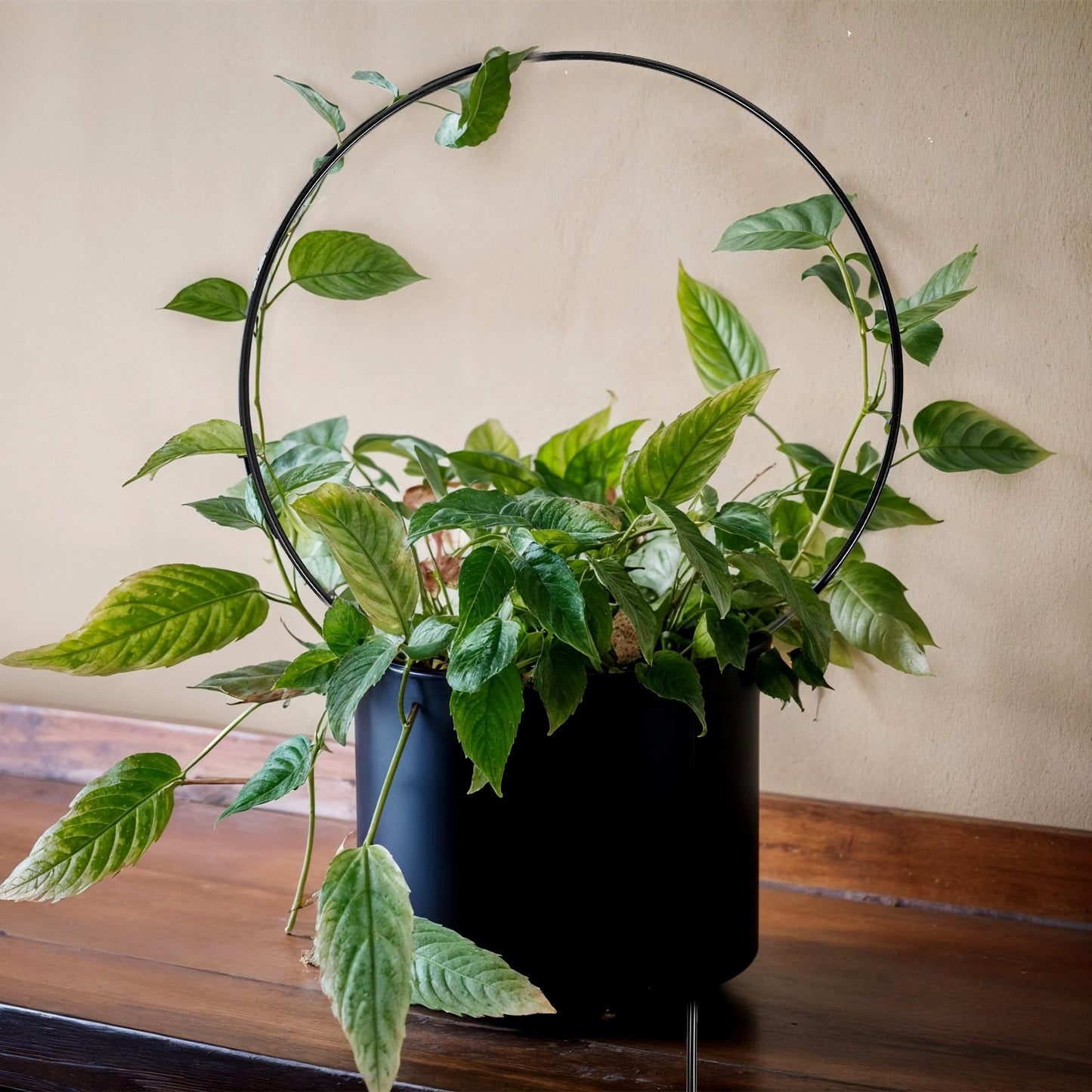 10 Pcs Small Trellis for Climbing Plants, Indoor Outdoor Plant Trellis, Circle Trelli Plant Supports for Potted Plants Vines Hoya Flower Topiary Frames