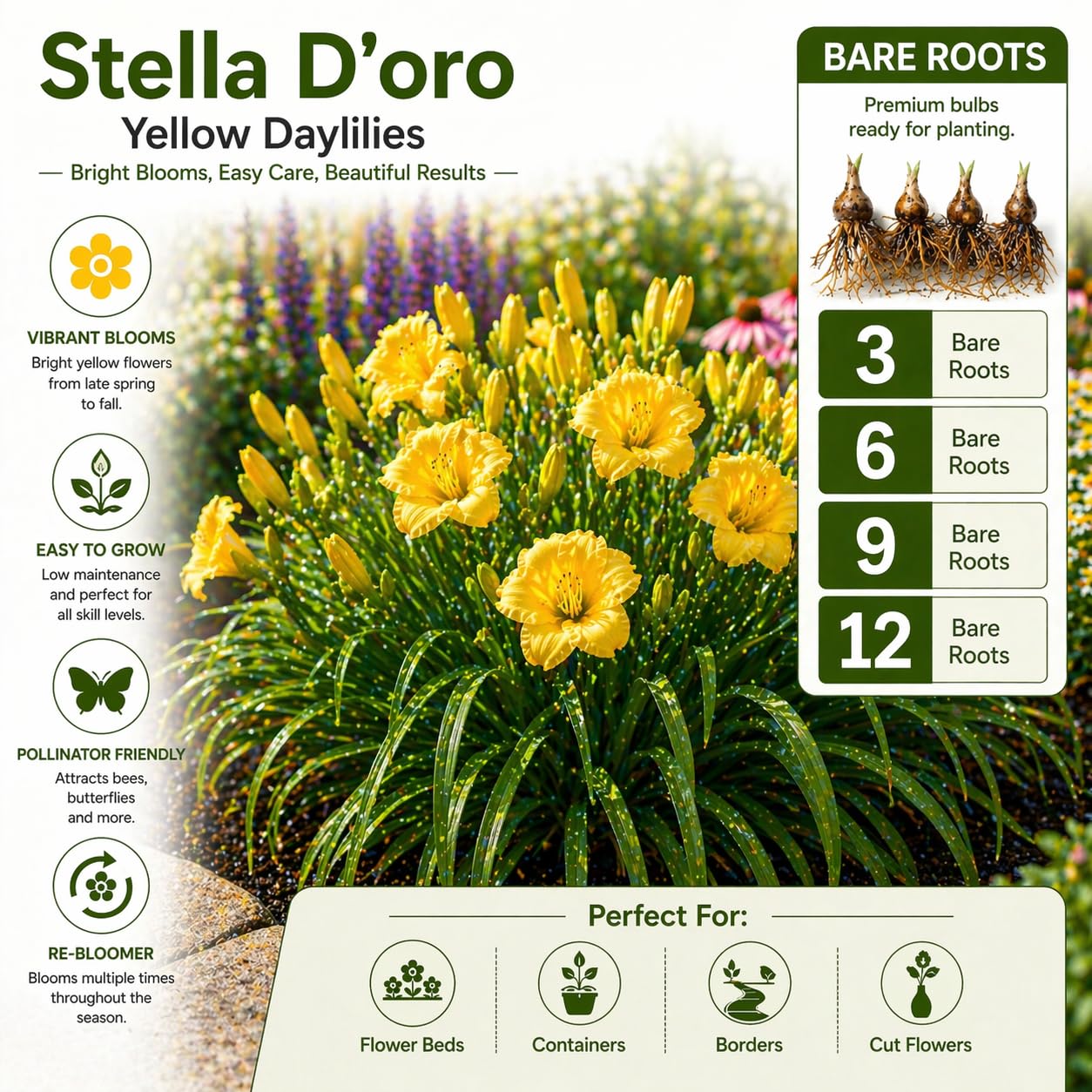 American Stella D’Oro Daylily Bare Roots – Perennial Hemerocallis for Spring Planting – Easy-to-Grow Outdoor Garden Flowers – Attracts Butterflies & Bees (12, Twelve Bare Roots with Bulb Planter)