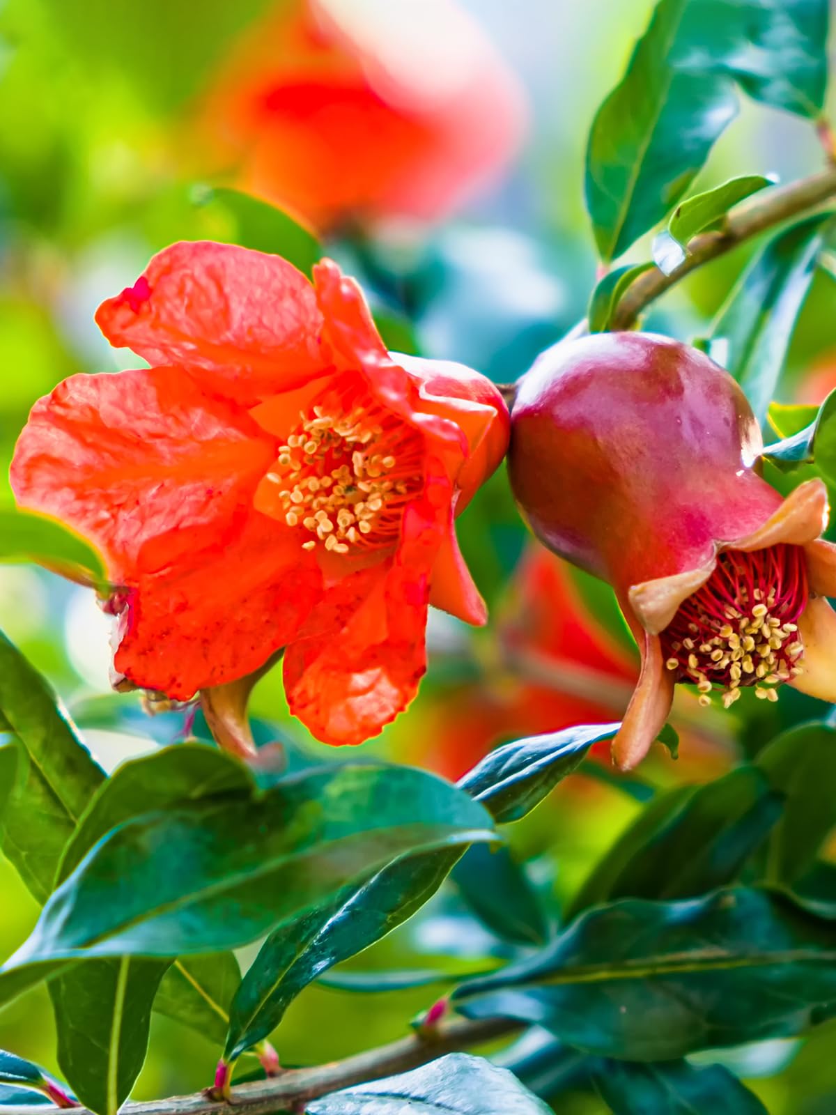 Parfianka Pomegranate Tree, Fruit Bearing, Hardy, 1 gal Nursery Pot, 12-18 in Tree Height (Due to Agricultural Laws, we Cannot Ship to CA, AZ, AK, or HI)