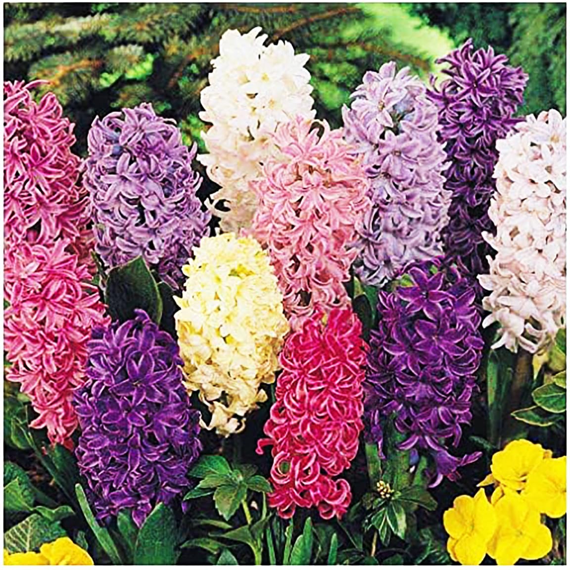 6 Large Mixed Hyacinth Bulbs – Premium 16-17cm Size for Stunning Spring Blooms in Purple, Blue, White, Pink, Yellow, Orange, and Peach