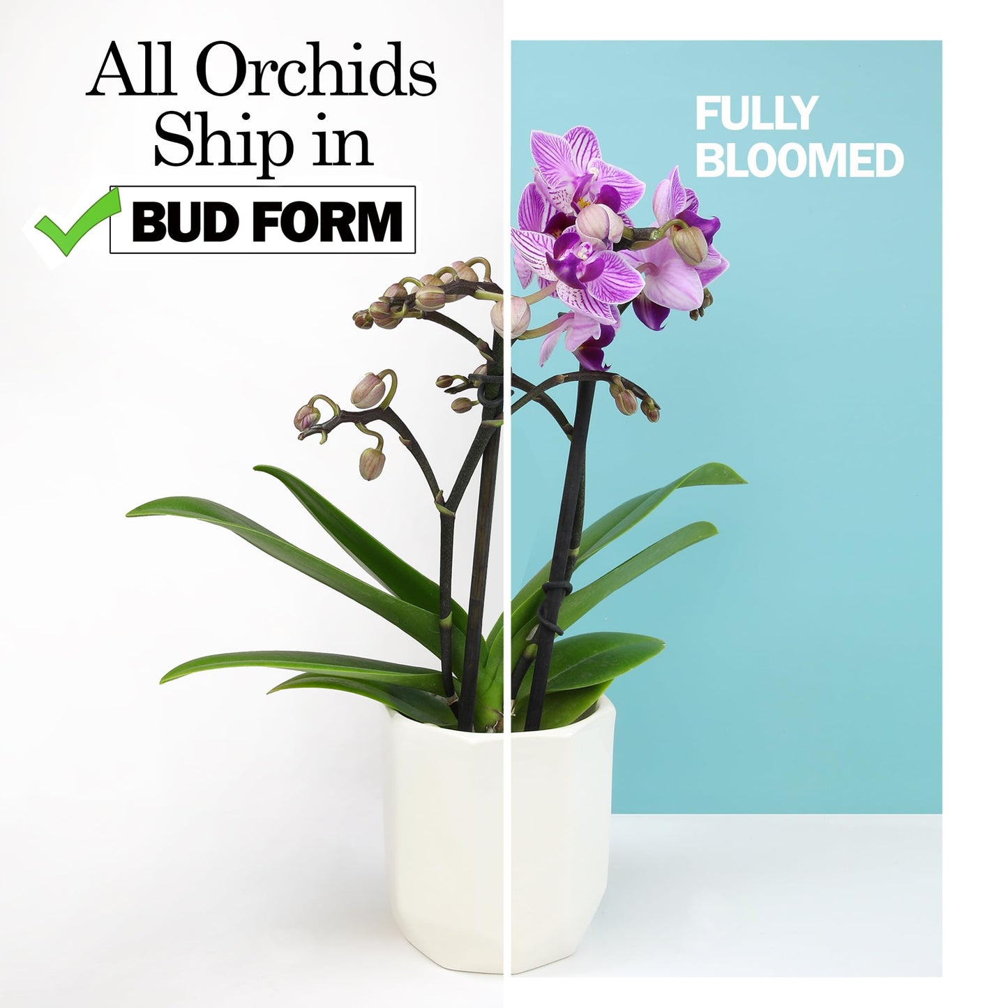 Large Purple Live Orchids Blooming in 5" Blue & White Orchid Pot, Pet Friendly Live Plant Gifts for Plant Lovers, Approx. 22"+ Tall, Real Houseplants, Phalaenopsis Moth Flowers by Plants for Pets