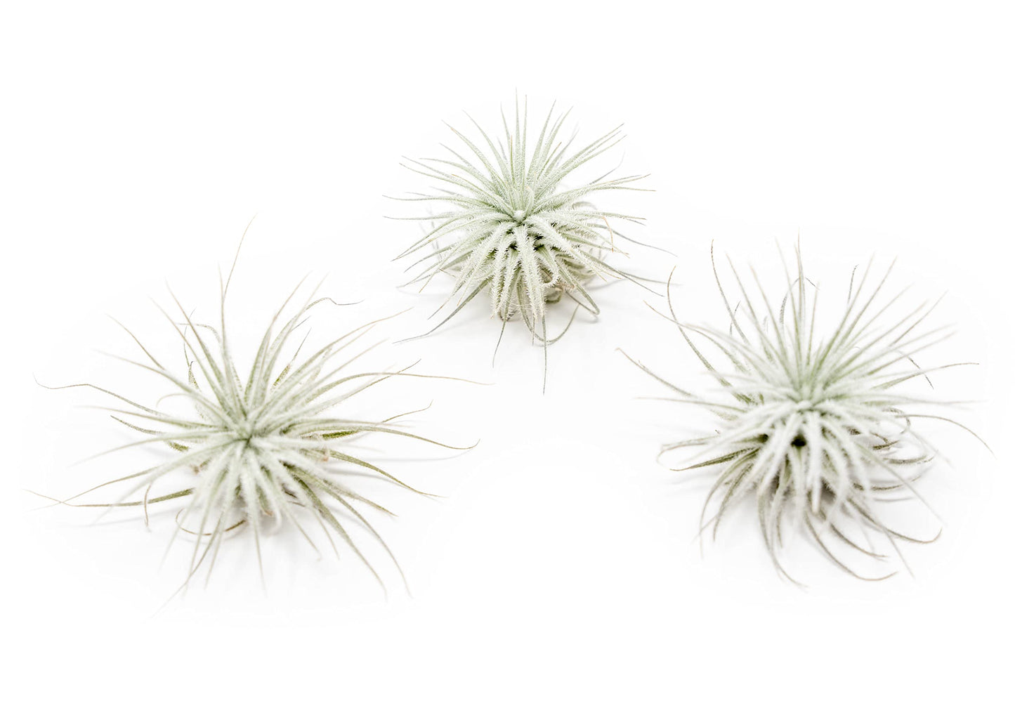 Small Tectorum Ecuador Air Plant - Live Tillandsia Succulent House Plants - Available in Wholesale and Bulk - Home and Garden Decor - Easy Care Indoor and Outdoor Plants (Small-1 PC)