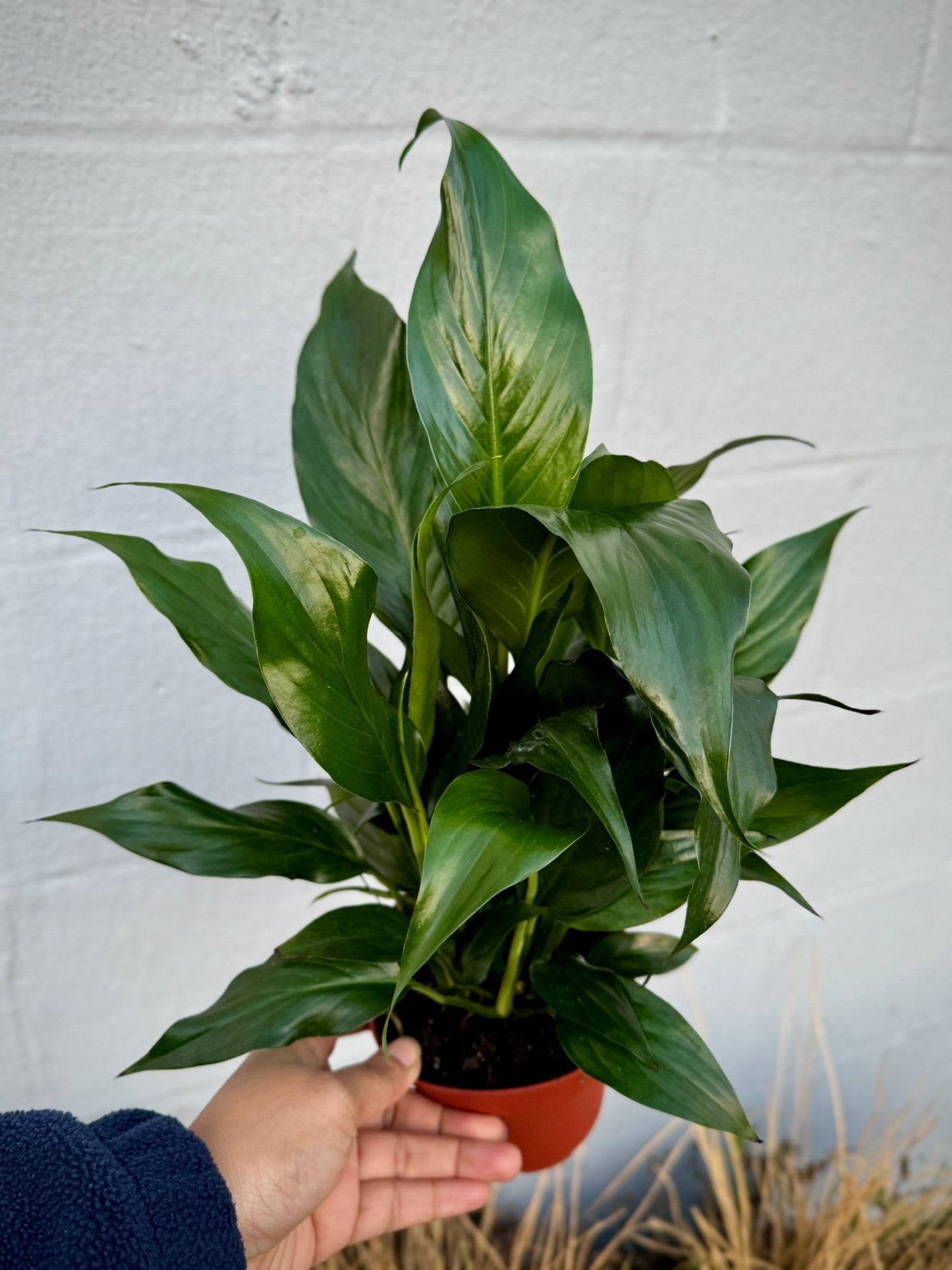 PLANTVERS Peace Lily in a 4” Grow Pot – Live Spathiphyllum – Flowering Air Purifying Plant – Easy Care & Low Maintenance Houseplant – Blooming Gift Plant (Peace Lily in a 4" Grow Pot)