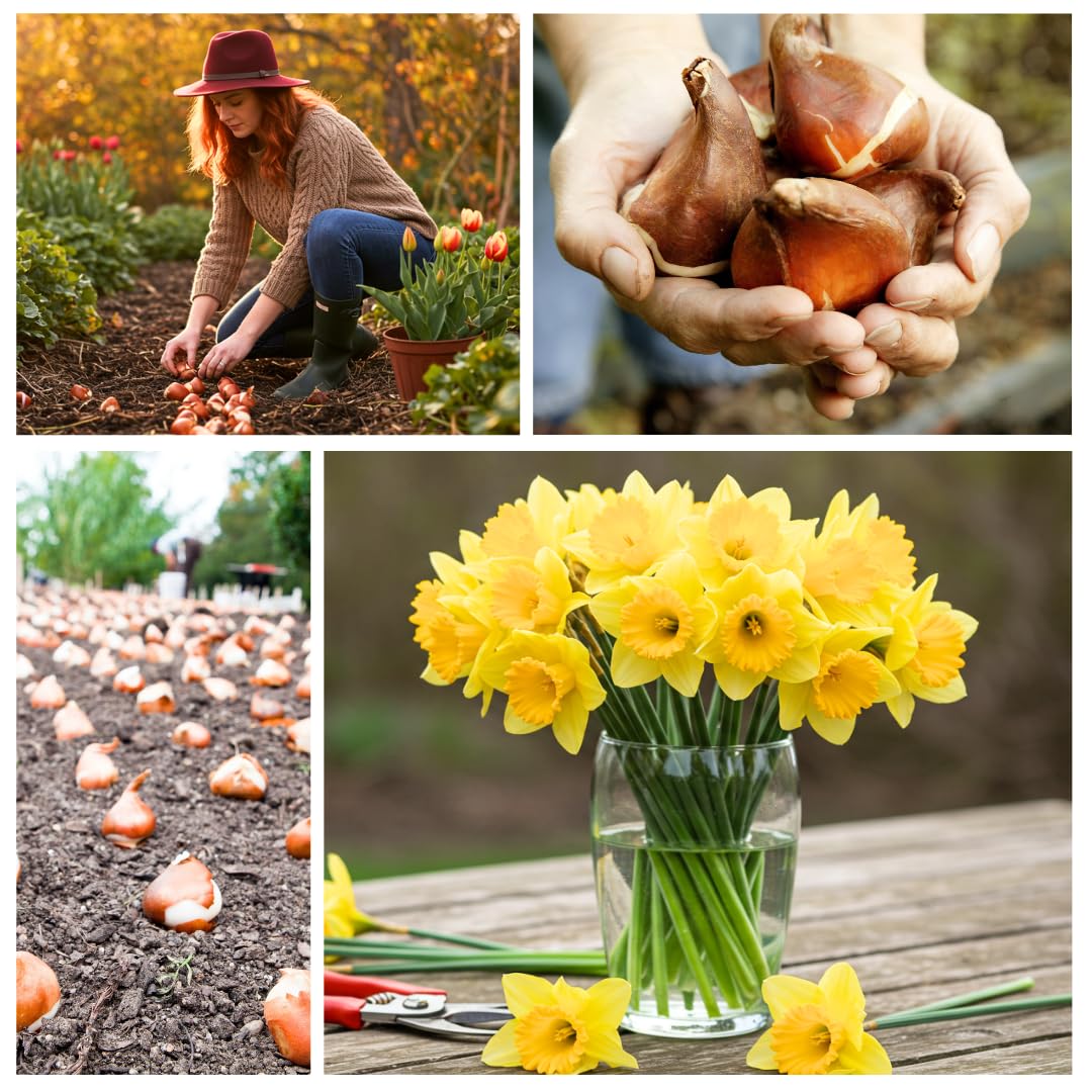Large Flowering Mix Daffodil Bulbs for Planting, Stunning Perennial Flower Bulbs, Borders, Garden, Landscaping, Bulb Size 12/14 cm, Large Flowering Daffs (50 Bulbs)