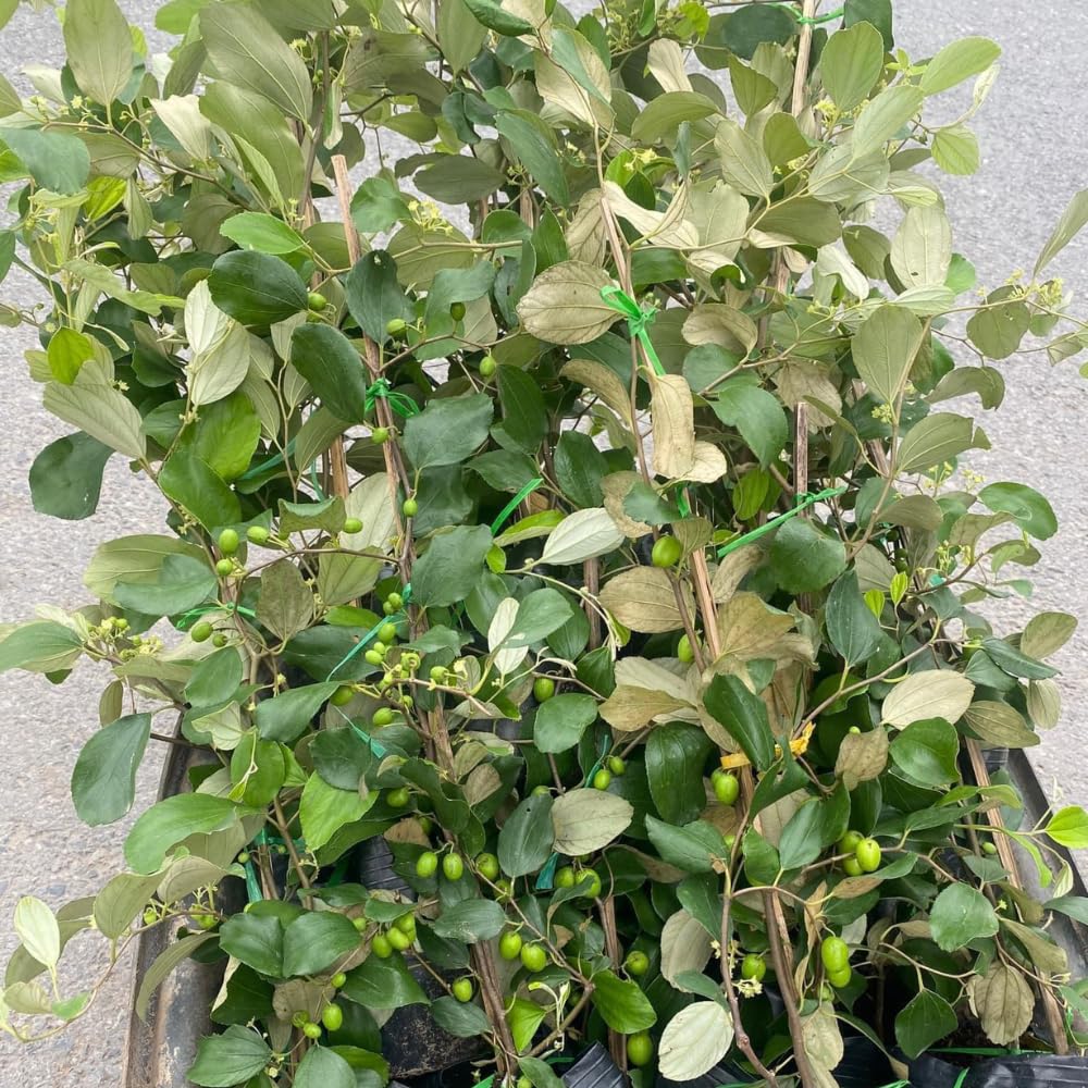 Thai Jujube Plant, Live 2-3 Ft Jujube Fruit Tree for Outside Planting, Large Green Jujube Tree Plant