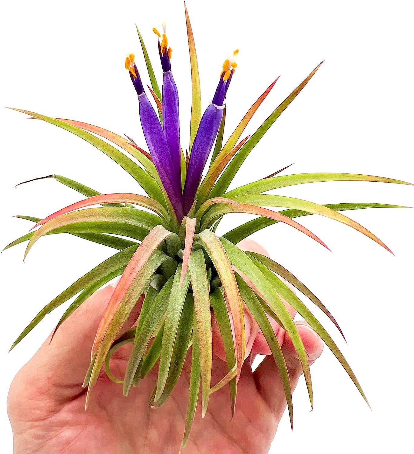 ragnaroc Air Plants - Tillandsia Ionantha Ionantha, Regular 2-3" - 3ct - Live Arrival Gauranteed - House Plants for Home Decor & Gift