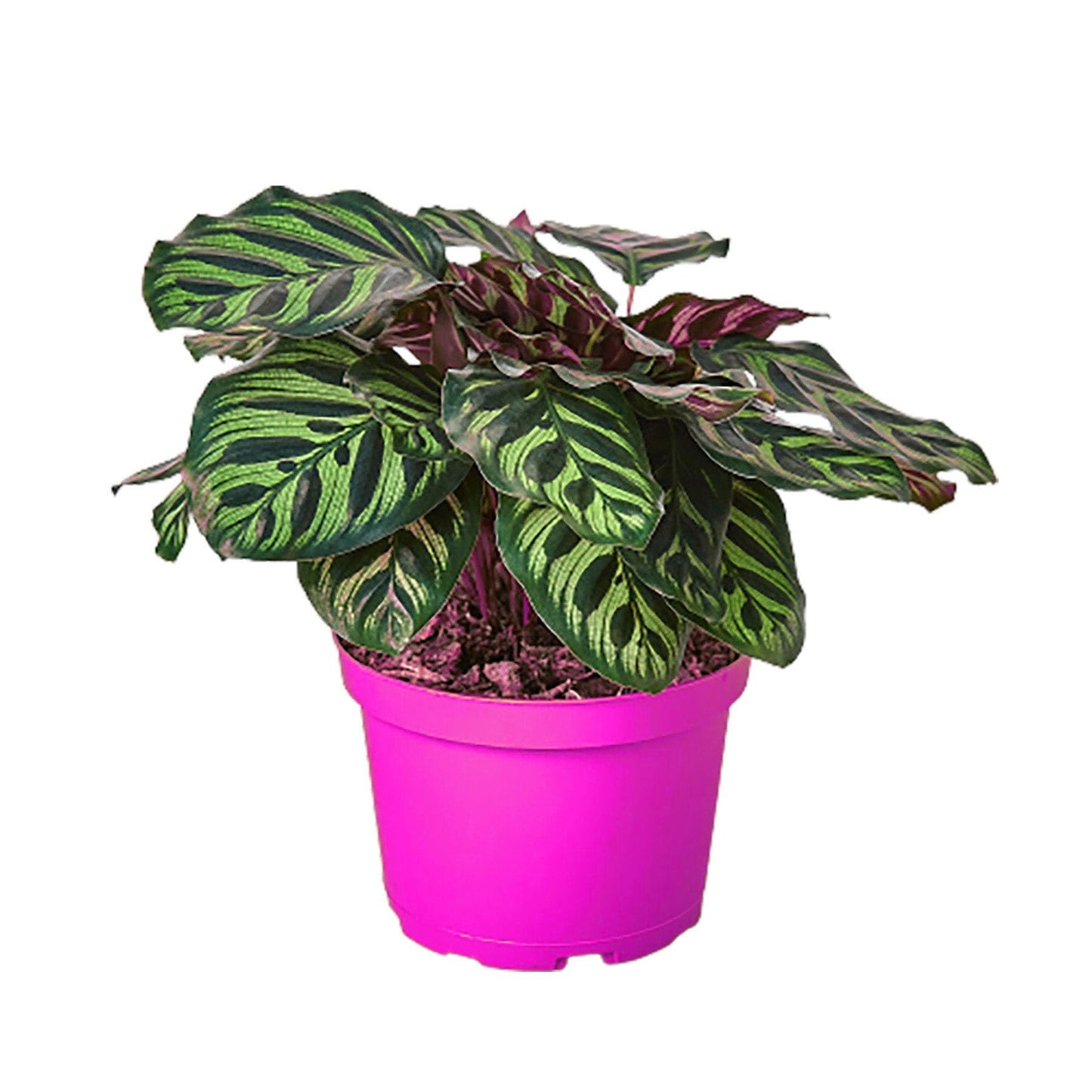 3 Pack Calathea 'Makoyana' in 4in Pot - Live Tropical Houseplant - Easy to Grow | Air Purifying | Pet Friendly | Variegated | USA Growers | The Snobby Leaf